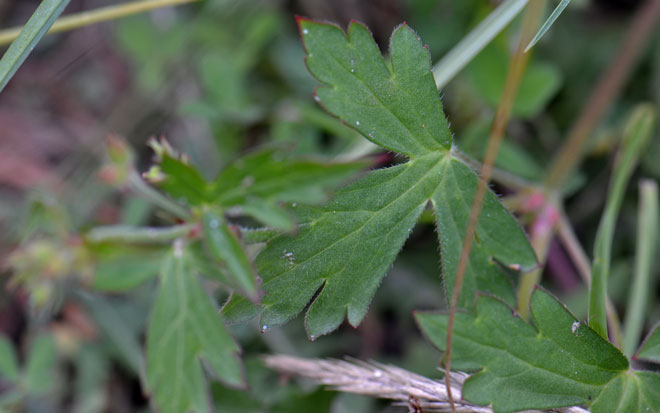 Flower close-up; Geranium richardsonii